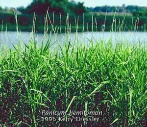 Maidencane University of Maryland Extension